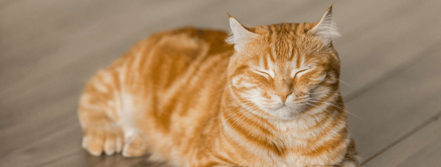 Cibo per gatti sterilizzati: dieta specifica