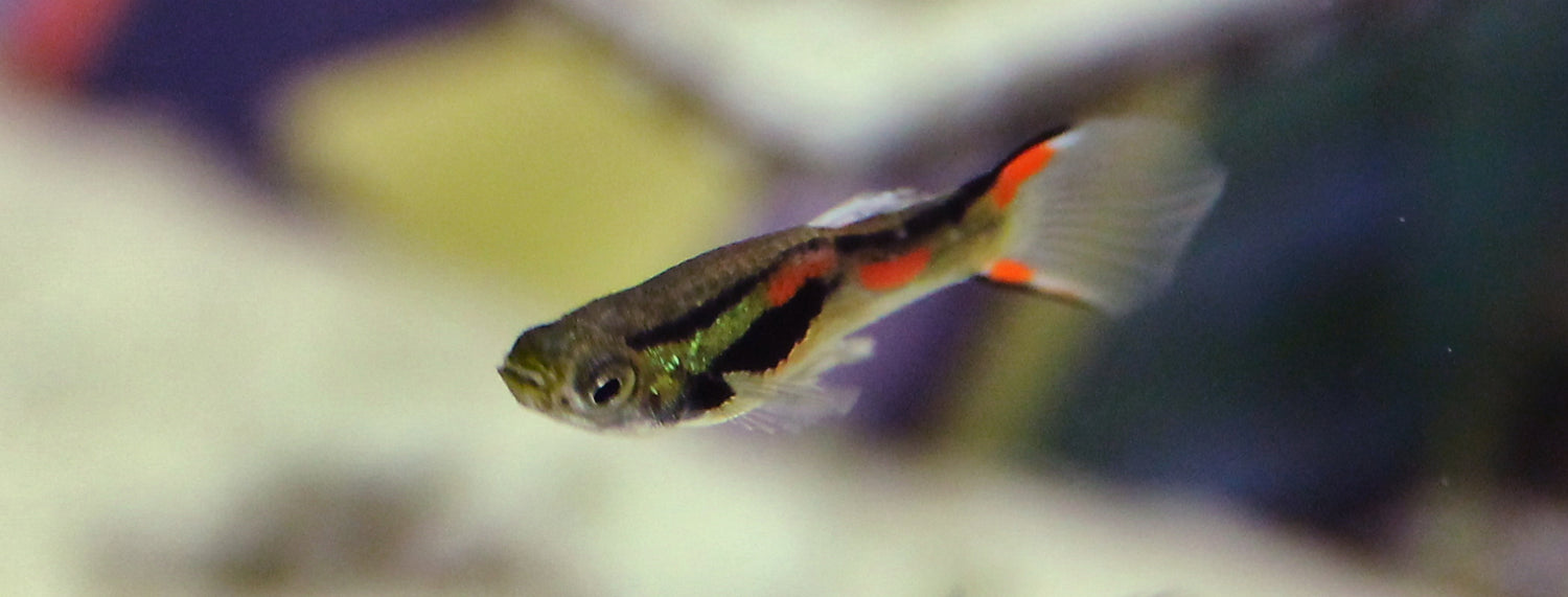 Pesce Guppy: Guida Completa Allevamento, Cura e Acquario
