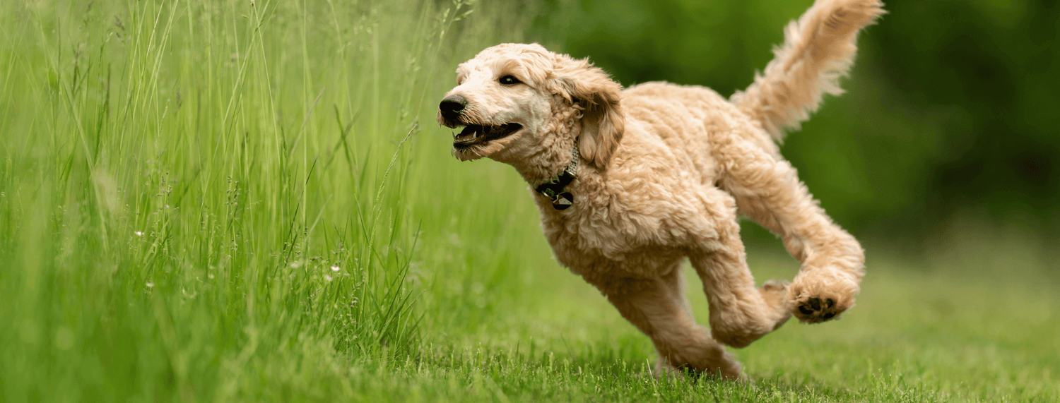 I rischi della primavera per cani e gatti