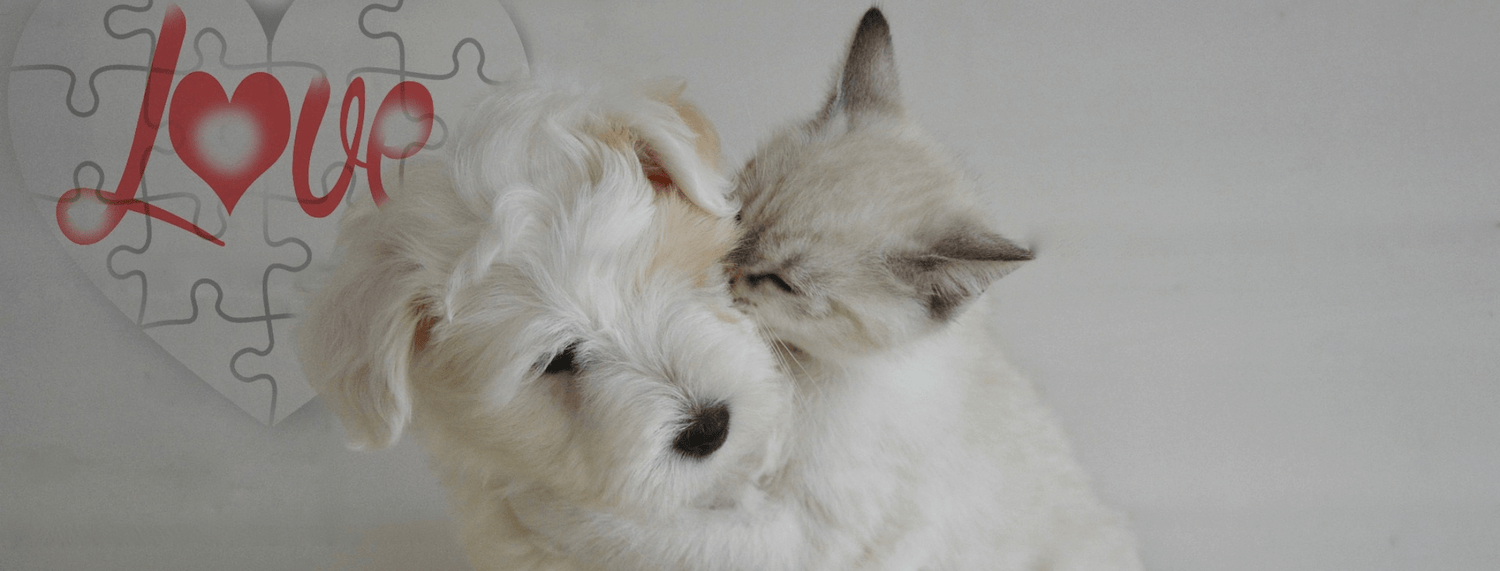 Il nostro amore per gli animali