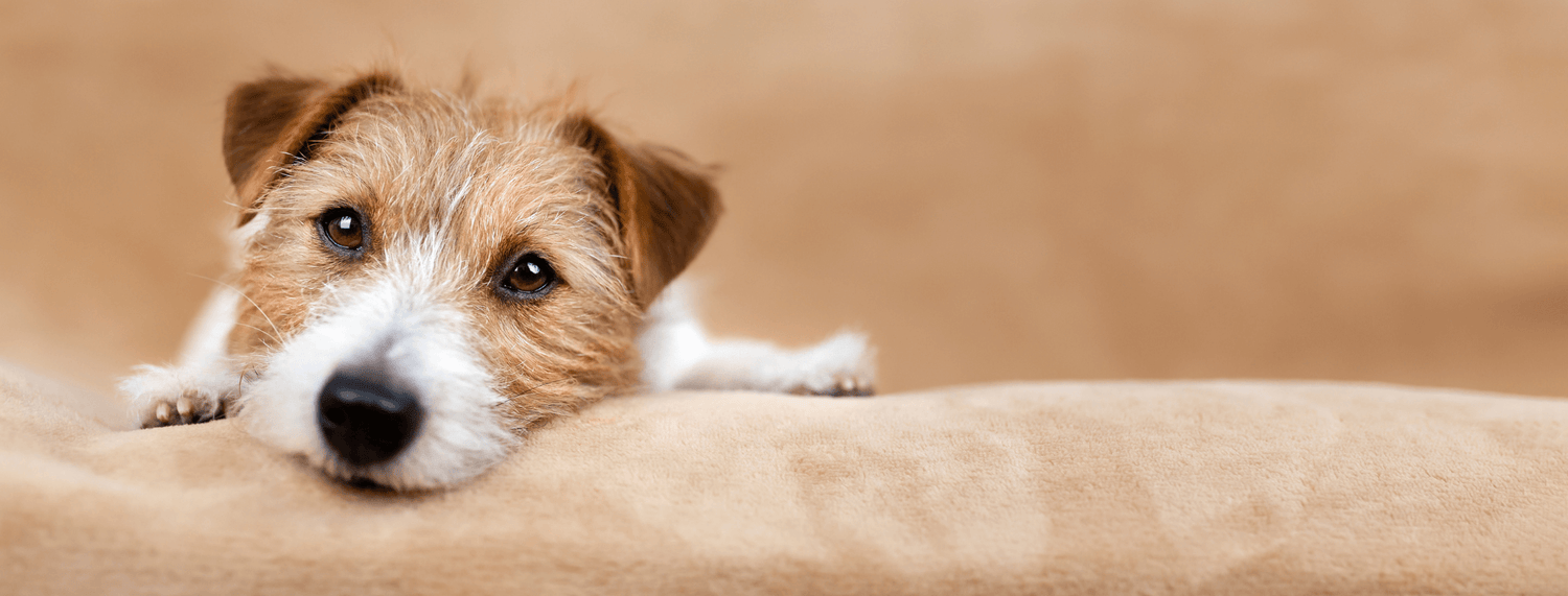 Jack Russell: razza di cane dal carattere tenace e risoluto