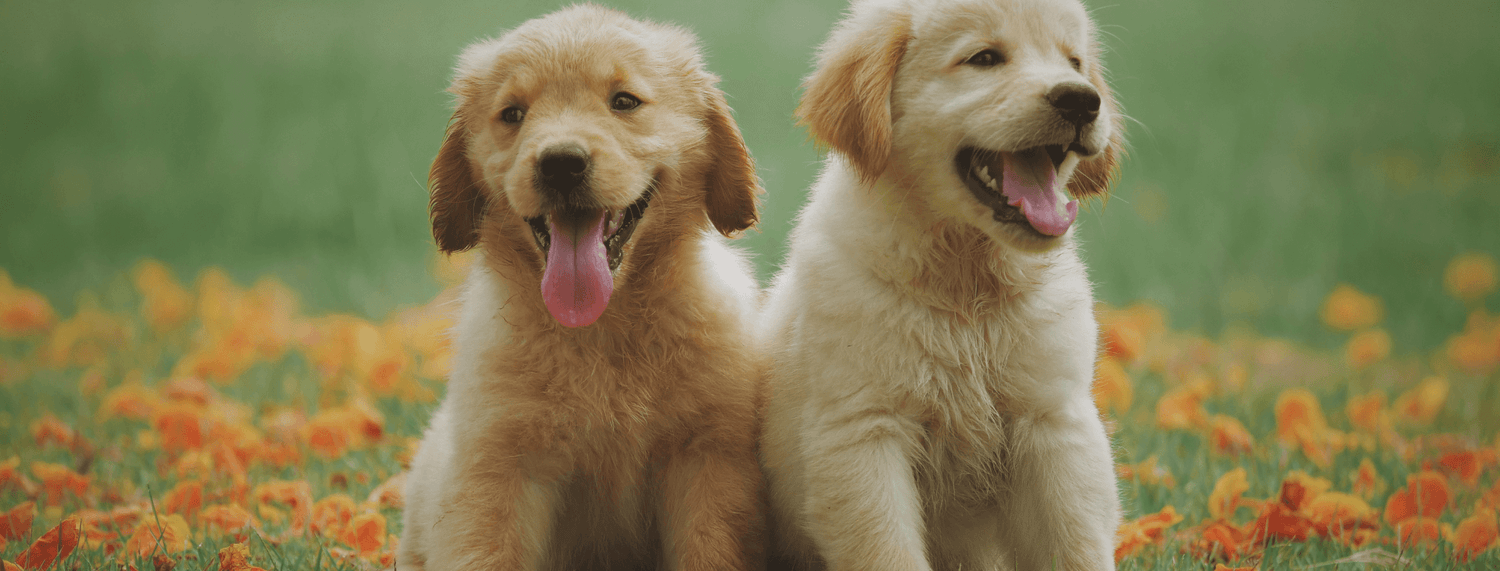 Labrador