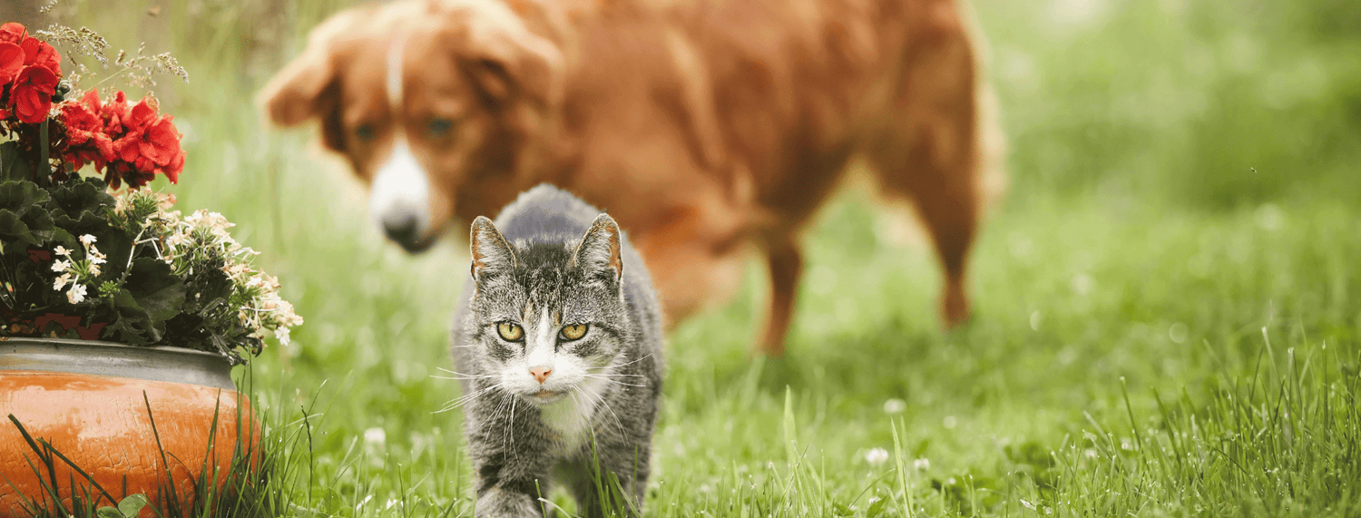 Maggio a 2 e 4 zampe