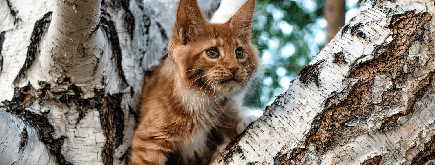 Maine Coon: approfondimento sulla razza felina