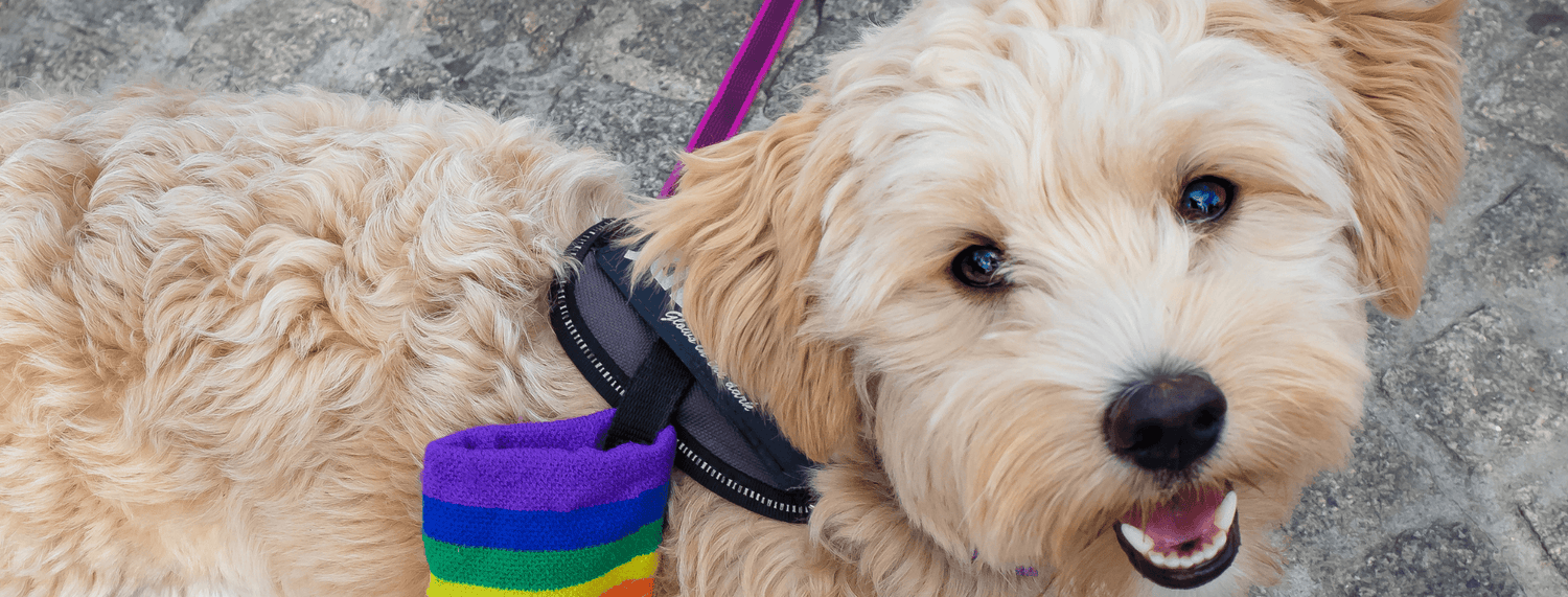 Maltipoo: caratteristiche e comportamento