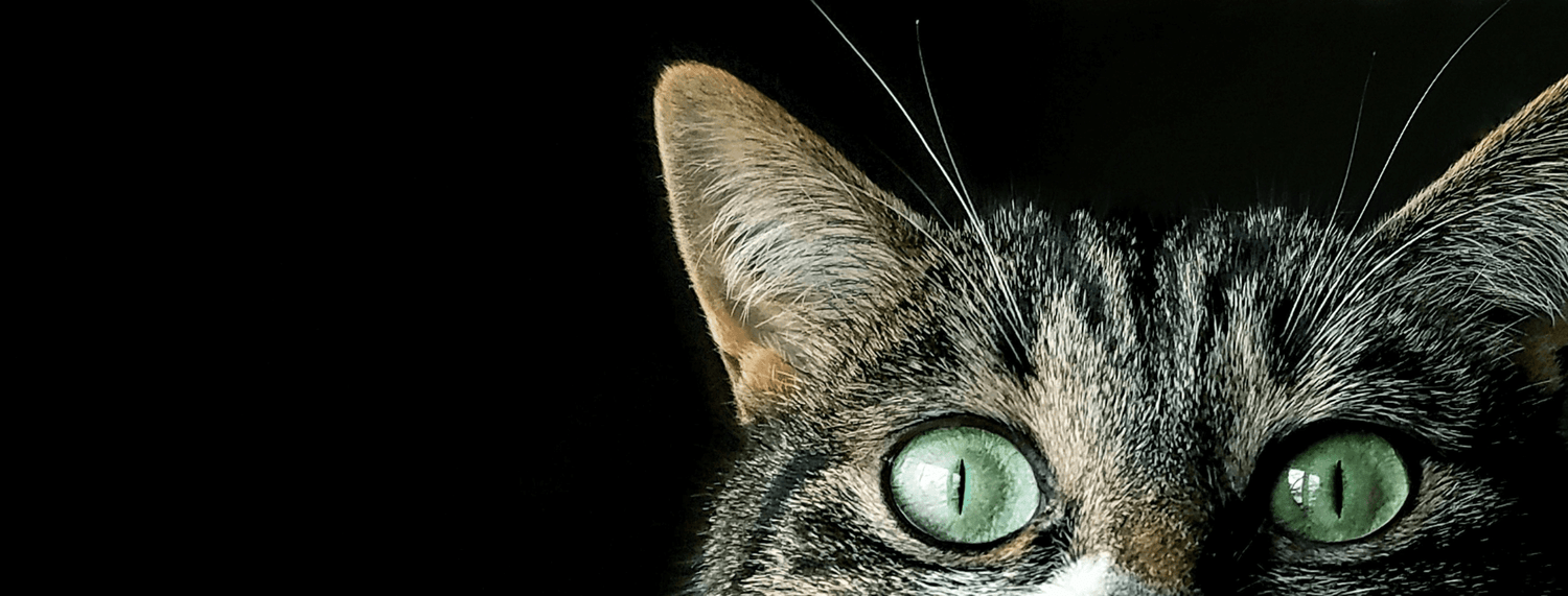 Alimentazione corretta per gatti