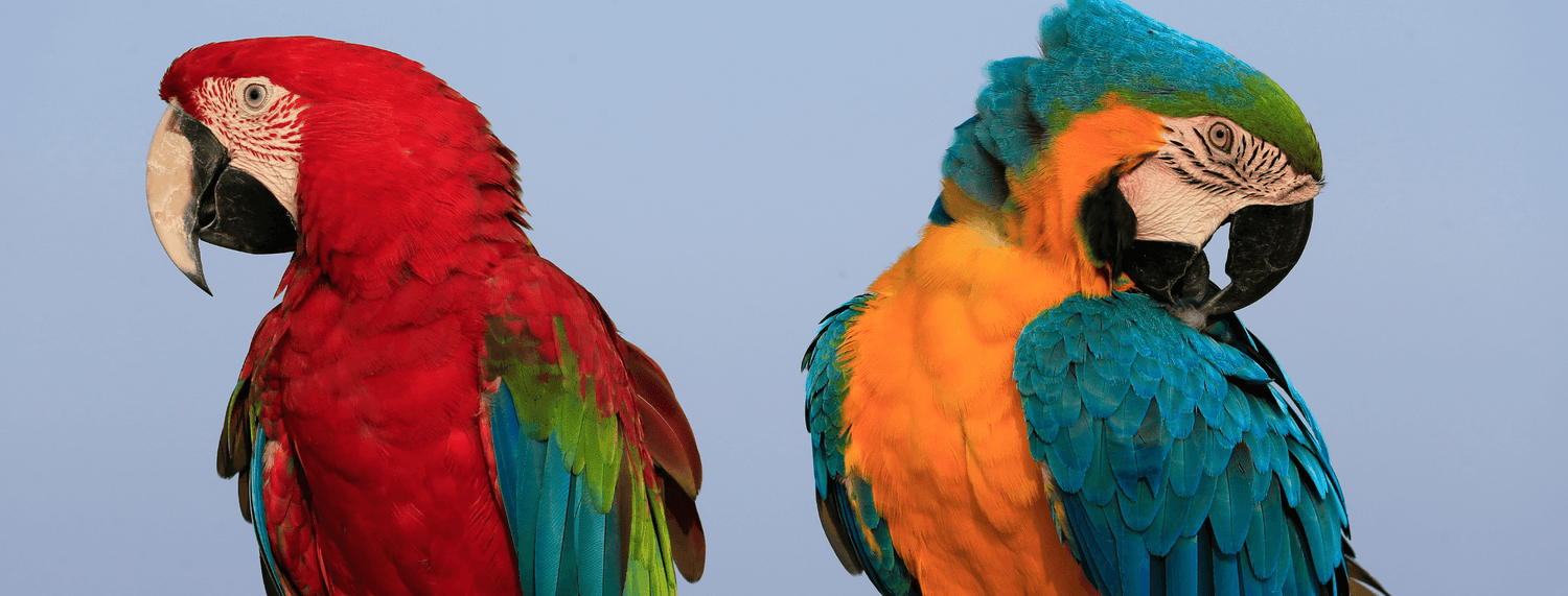 I pappagalli e i loro colori