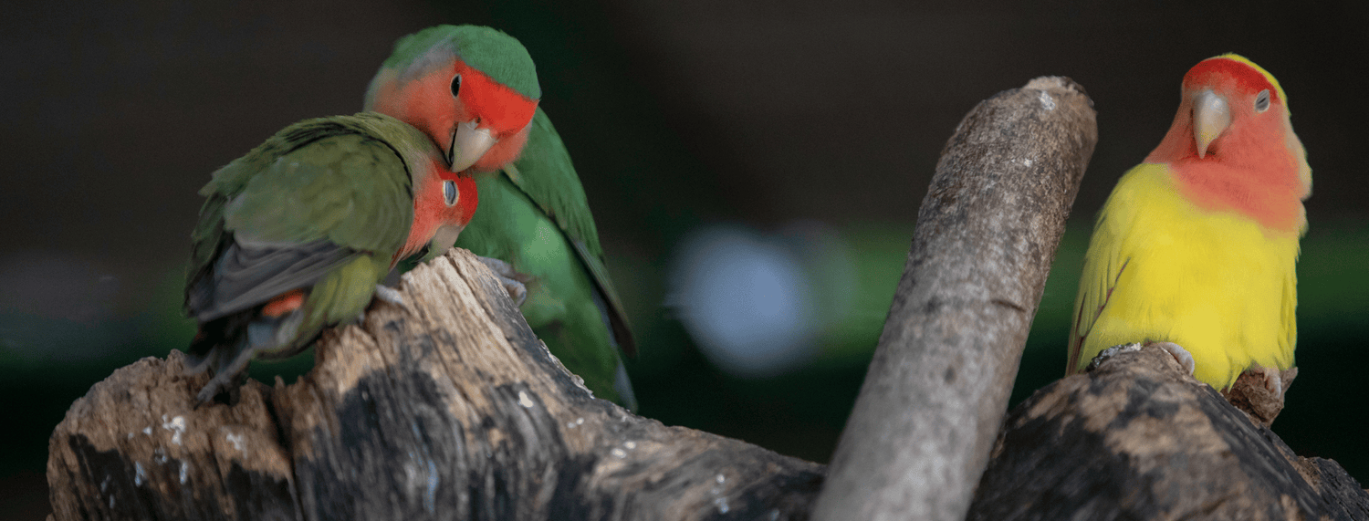 I pappagalli Inseparabili: caratteristiche e consigli