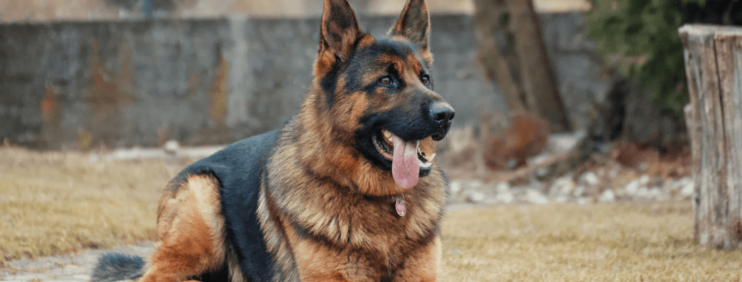 Il pastore tedesco: cosa sapere su questa razza canina
