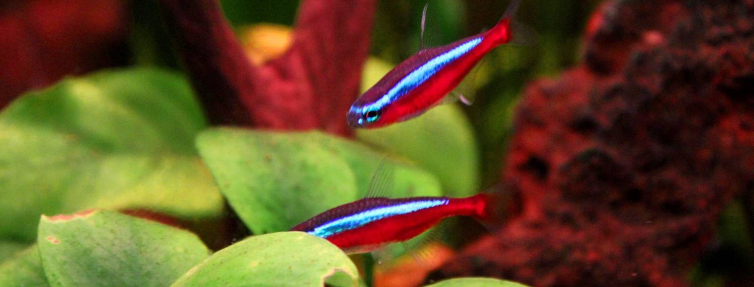 Pesce Cardinale: la guida completa