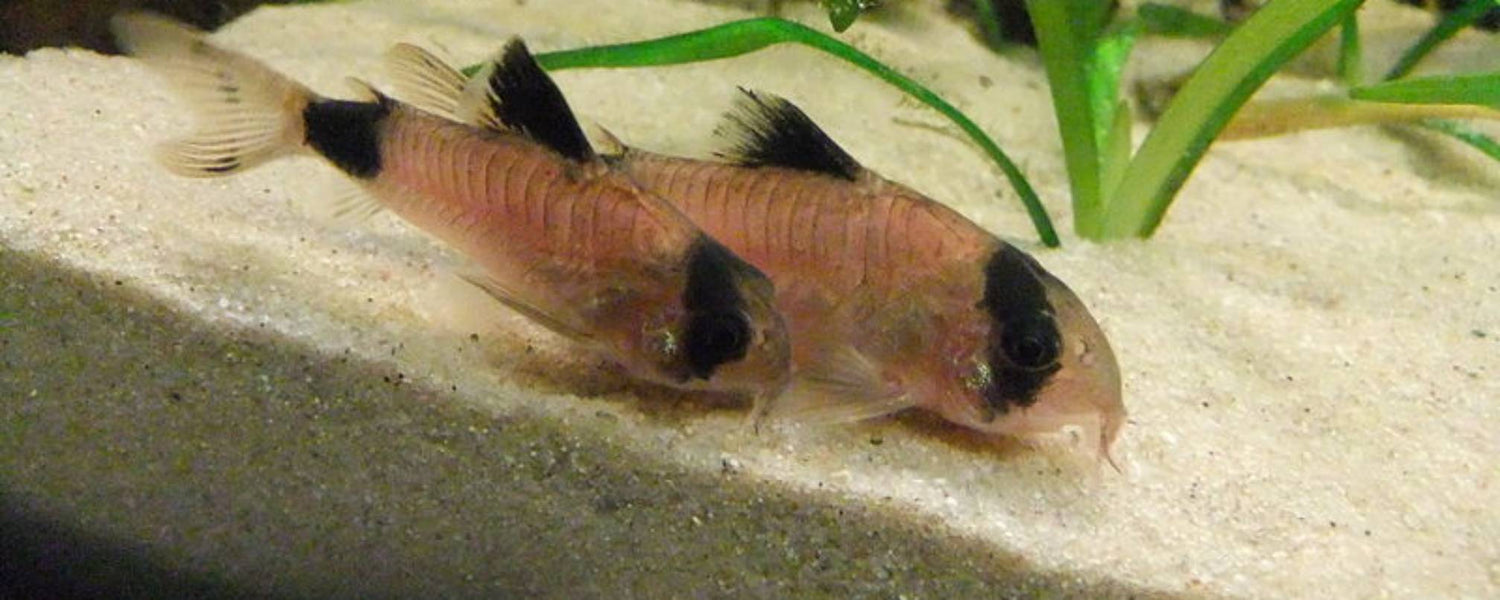 Pesce Panda: dall'Amazzonia al fondo dell'acquario in casa