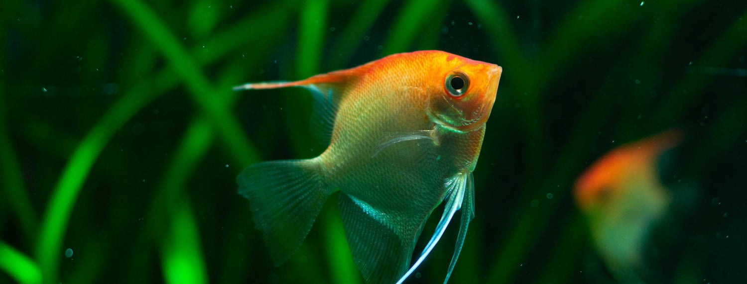 Il pesce scalare: eleganza e mistero dalle Foreste Amazzoniche all'acquario