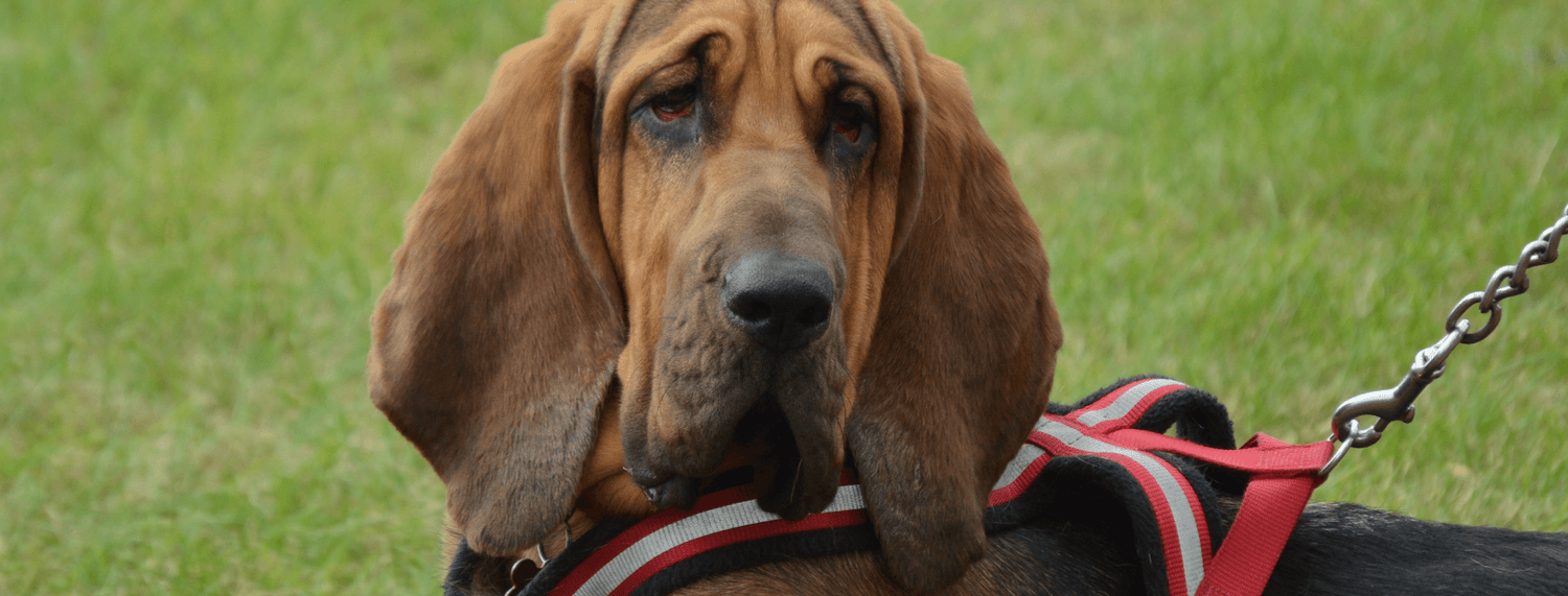 Pluto, cane pasticcione