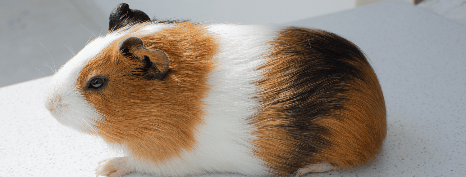 Tutto sul Porcellino d’india