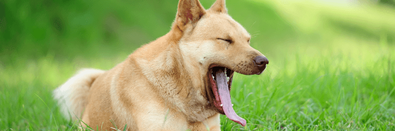 I 5 comportamenti del cane che bisogna saper comprendere