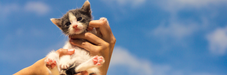 Adozione del gatto, 4 cose da sapere