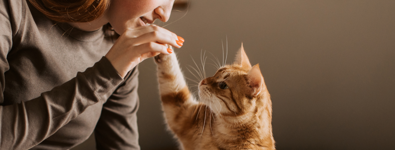 Assicurazione sanitaria per gatti: il gesto d’amore che protegge il loro domani