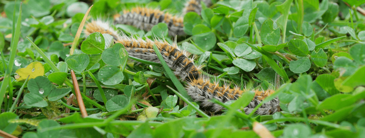 Pericolo processionaria