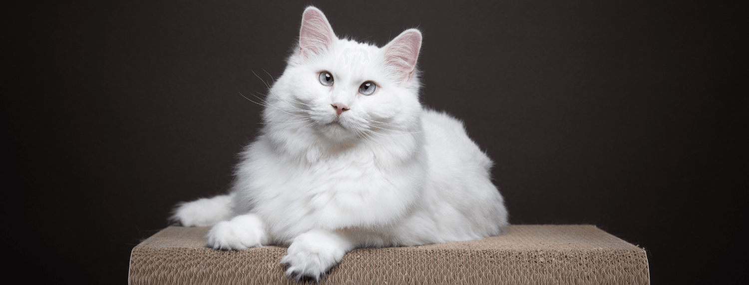 Gatto ragdoll, tutto su questa razza felina giocherellona e affettuosa
