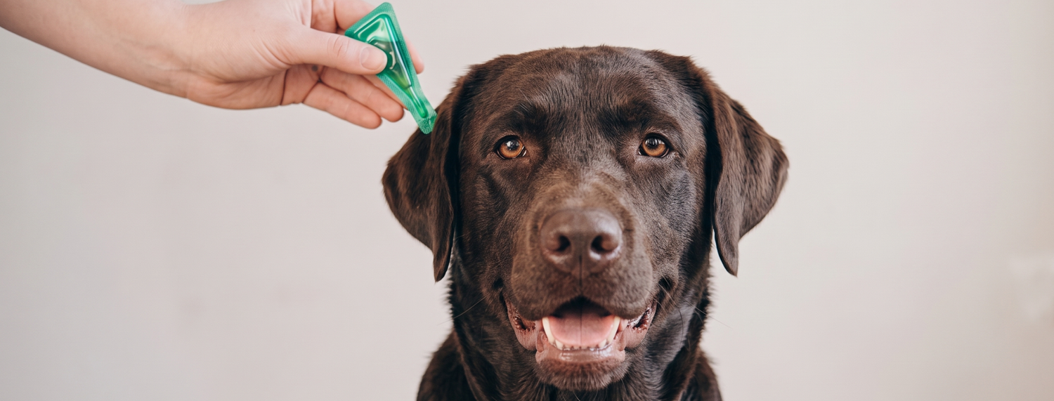 Come togliere le zecche al cane?