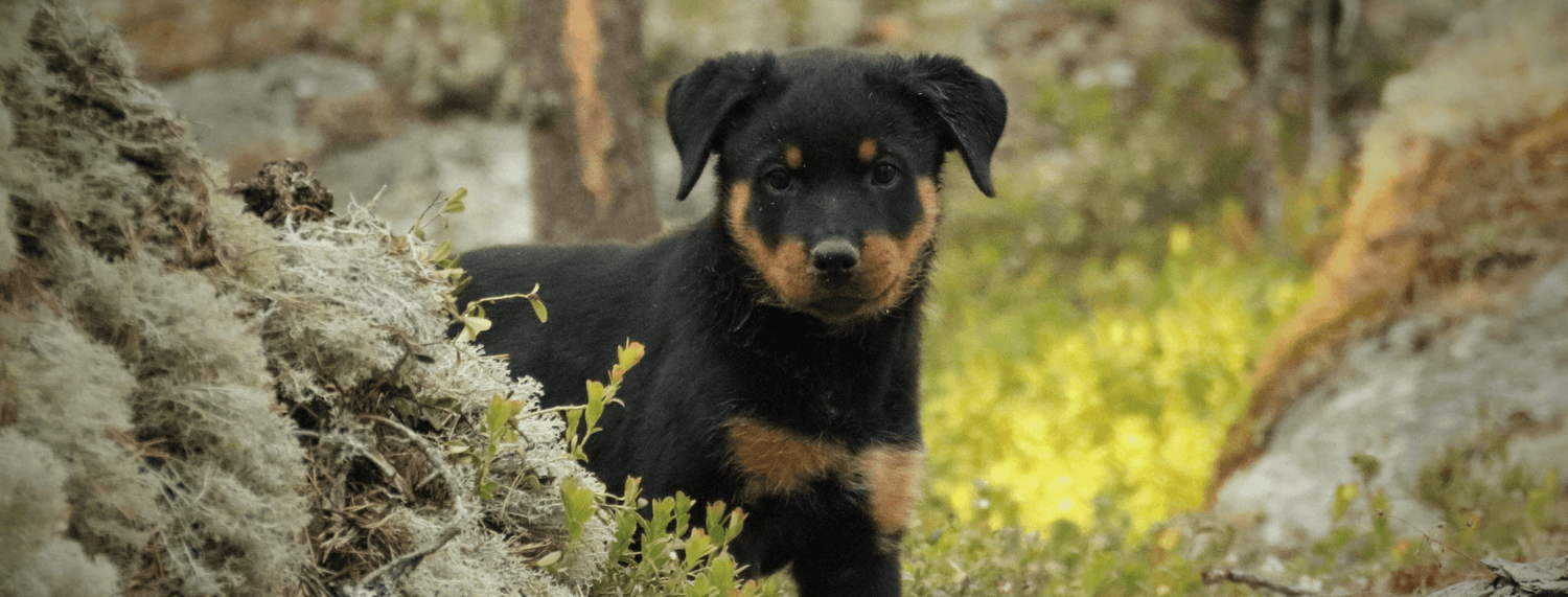Rottweiler