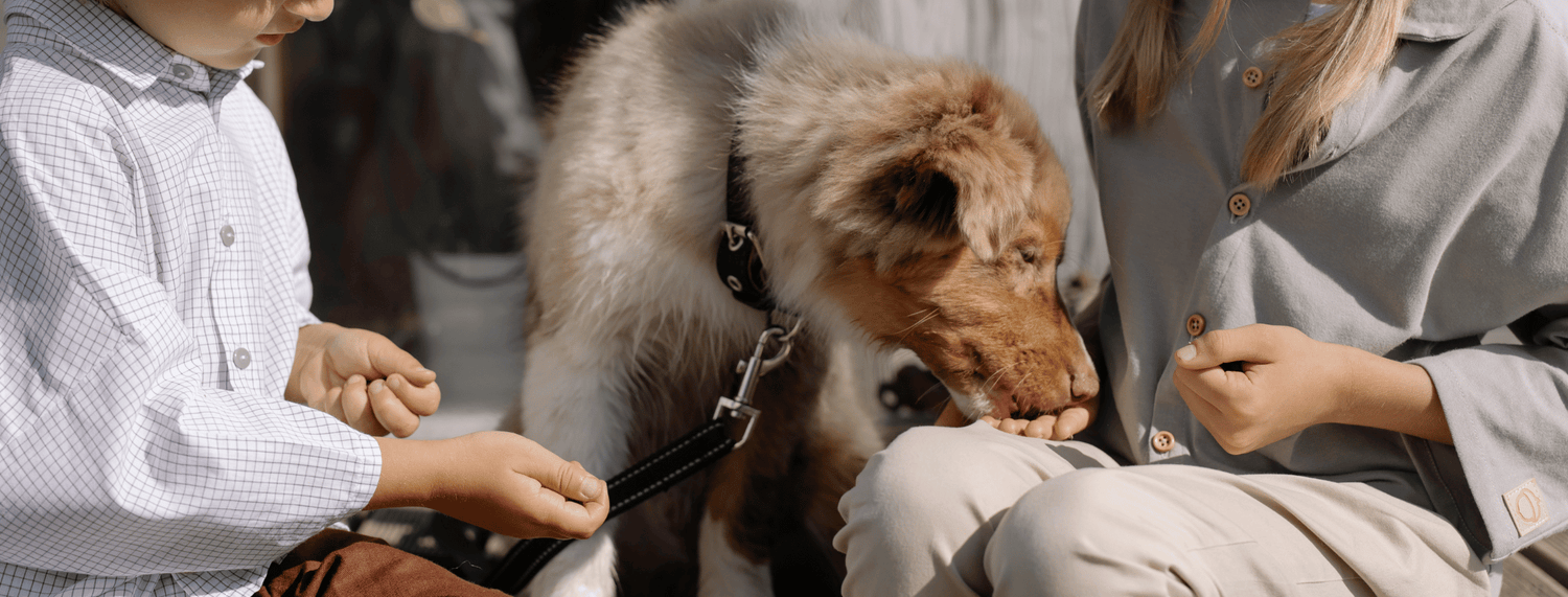 Quali sono gli snack o premietti per cani migliori per l’addestramento e l’educazione?