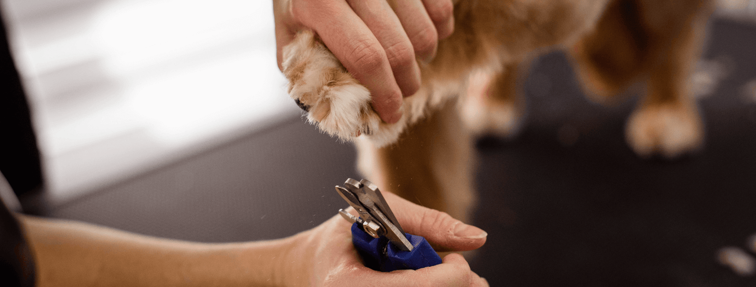 Come tagliare le unghie al cane