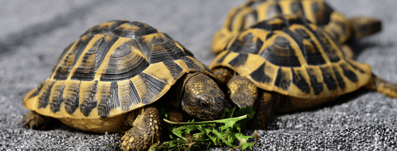 Le tartarughe: alimentazione e curiosità