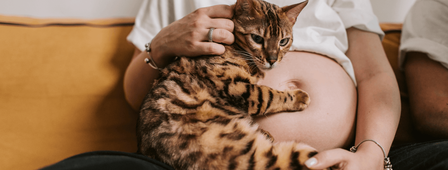 La toxoplasmosi nel gatto