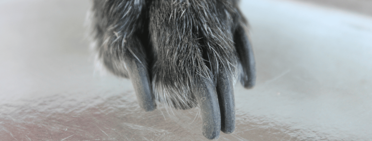 Unghia del cane rotta: Ecco come intervenire
