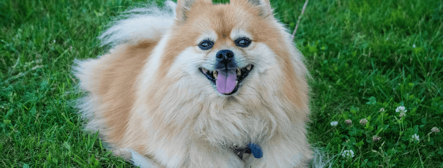 Volpino di Pomerania