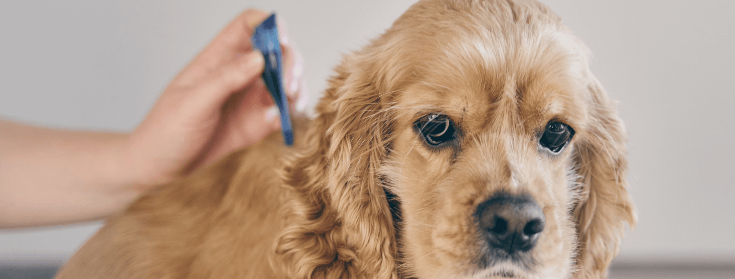 Le 5 malattie trasmesse dalle zecche al cane