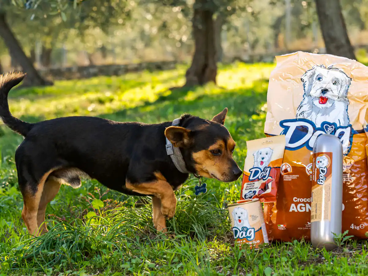Dag