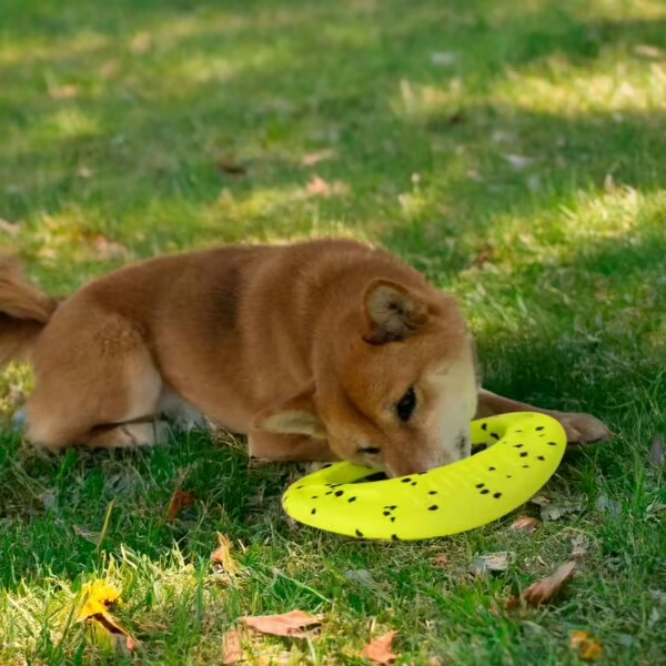Kong Reflex Flyer Frisbee gioco galleggiante da riporto per cani