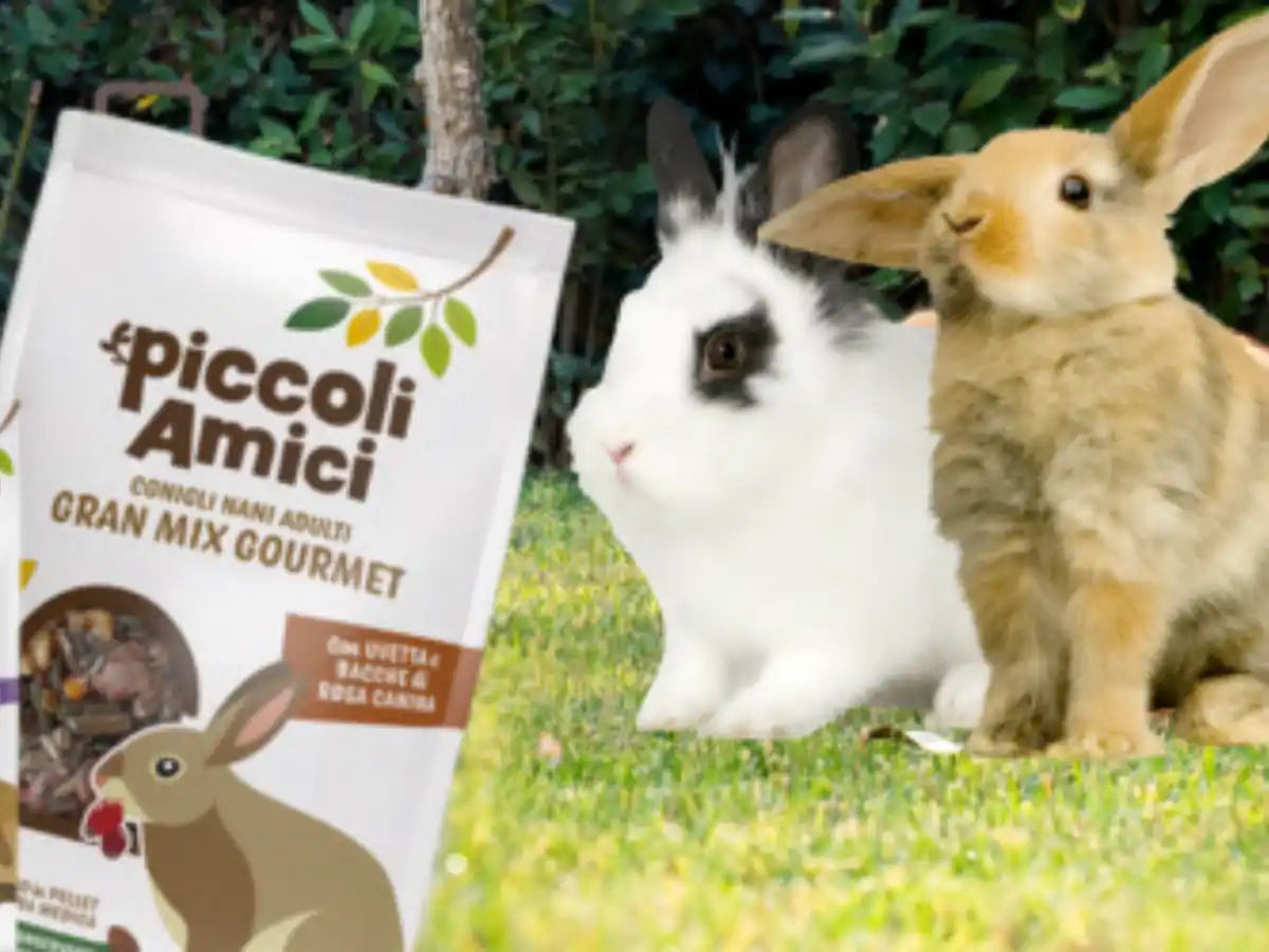 Piccoli Amici