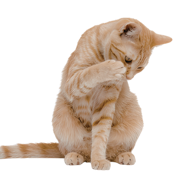 Antiparassitari per gatti