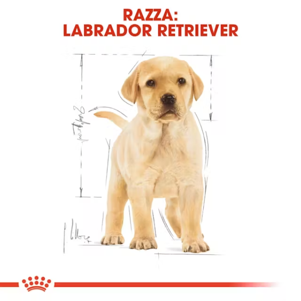 royal canin labrador retriever puppy (scadenza: 12/01/2026) immagine2