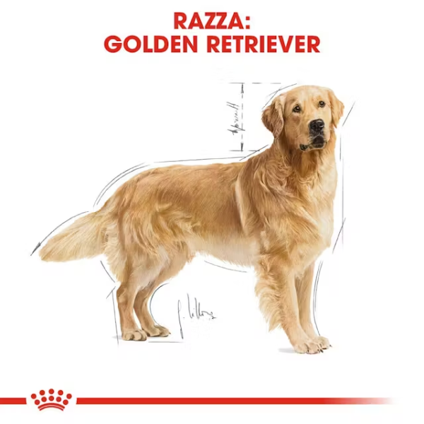 royal canin golden retriever adult immagine5