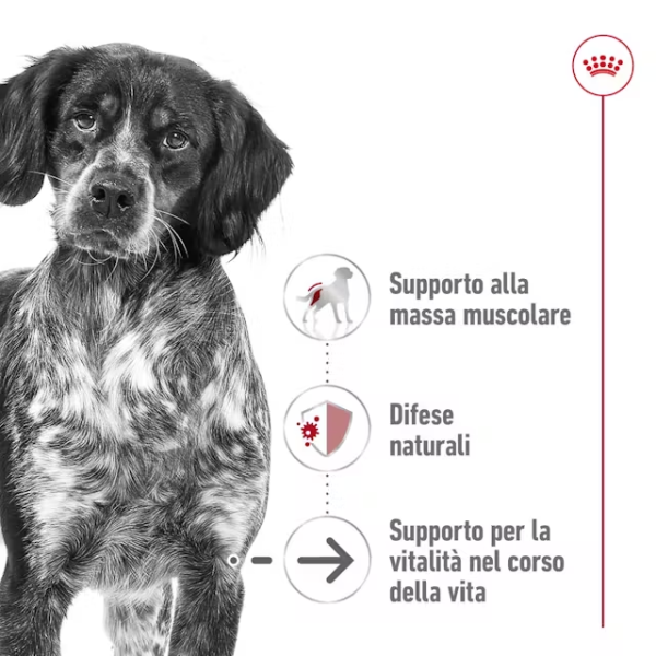 royal canin medium ageing 10+ (scadenza: 11/02/2026) immagine3