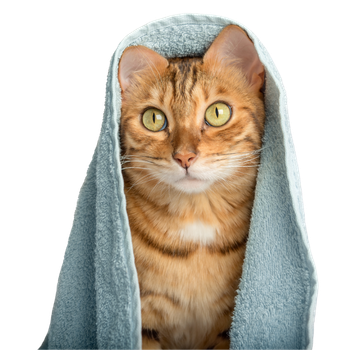 Toelettatura per gatti