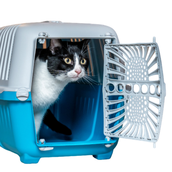 Trasportini per gatti