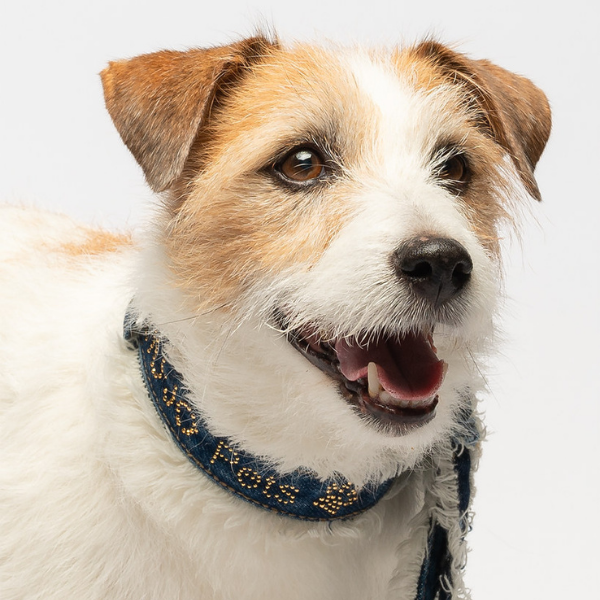 Collare per cani Denim in jeans Liu Jo Pets