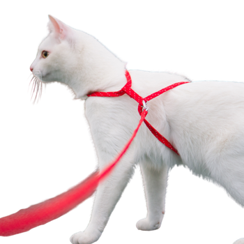 Guinzaglieria per gatti