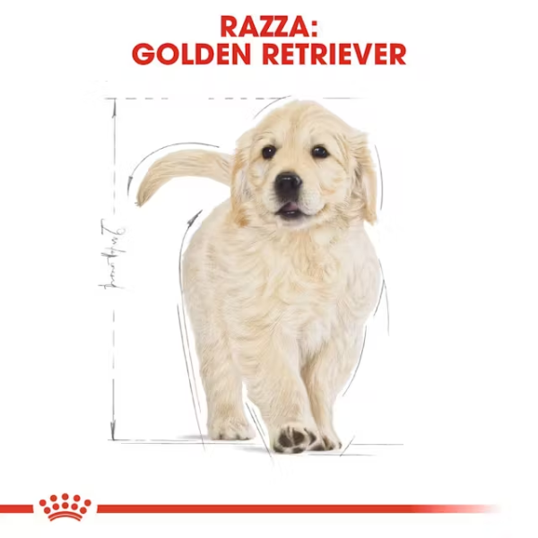 royal canin golden retriever puppy (scadenza: 12/02/2026) immagine3