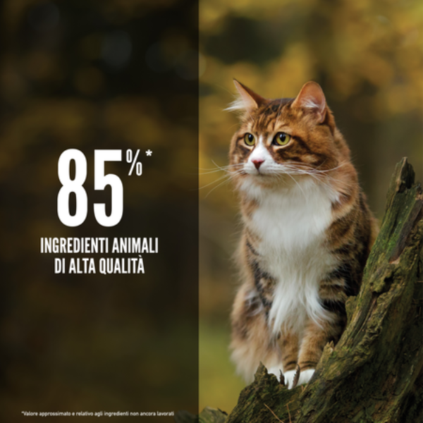 orijen regional red cat food immagine4