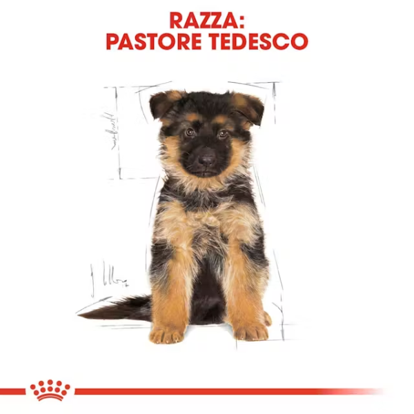 royal canin german shepherd puppy pastore tedesco (scadenza: 15/12/2025) immagine2