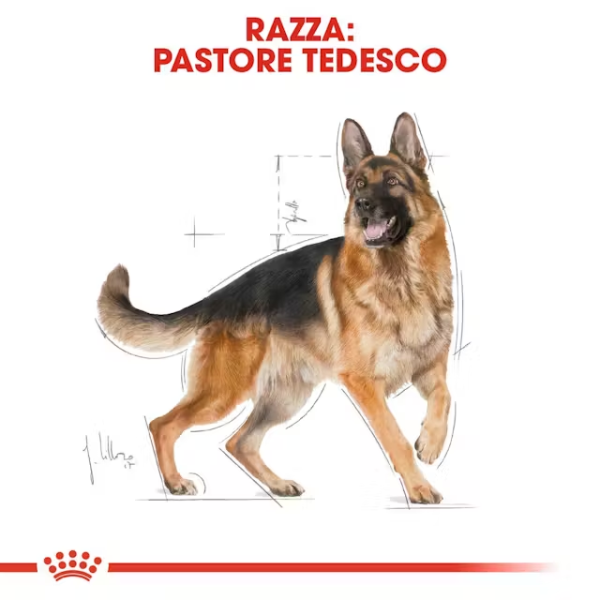royal canin german shepherd adult pastore tedesco (scadenza: 11/01/2026) immagine6