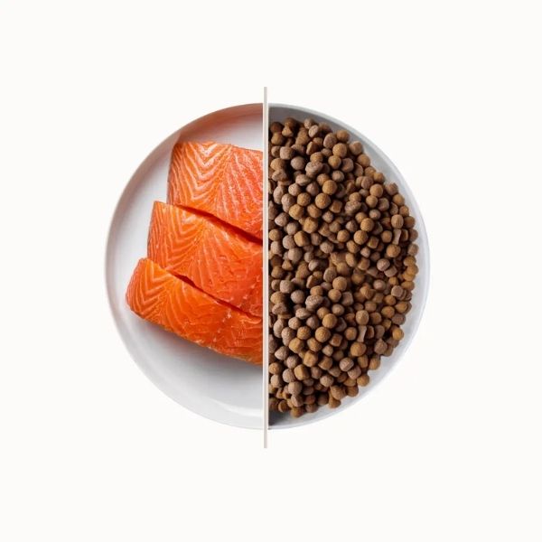 Alfa Premium Cat Adult Skin Care Salmone