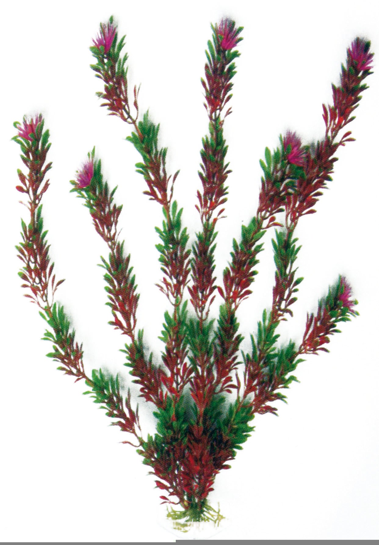 Pianta finta decorativo per Acquario Amtra - Bicolour - Short - Flora