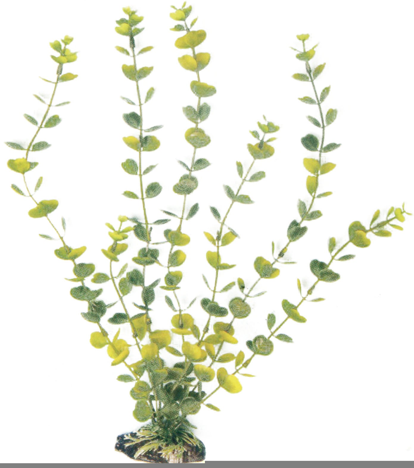 Pianta finta decorativo per Acquario Amtra - Small - Hydrocotyle